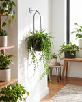 FloraFrame hanging planter styled on a bright wall